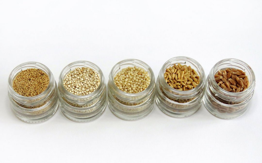 Die 5 eiweißreichsten Getreidesorten