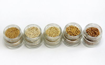 Die 5 eiweißreichsten Getreidesorten